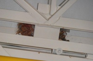 Sparrow Nest Interior Rafters
