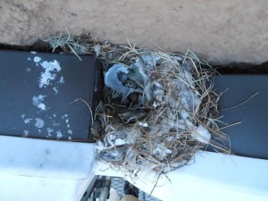 Sparrow Nest on Sign