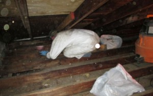 wildlife-infestation-cleanup2